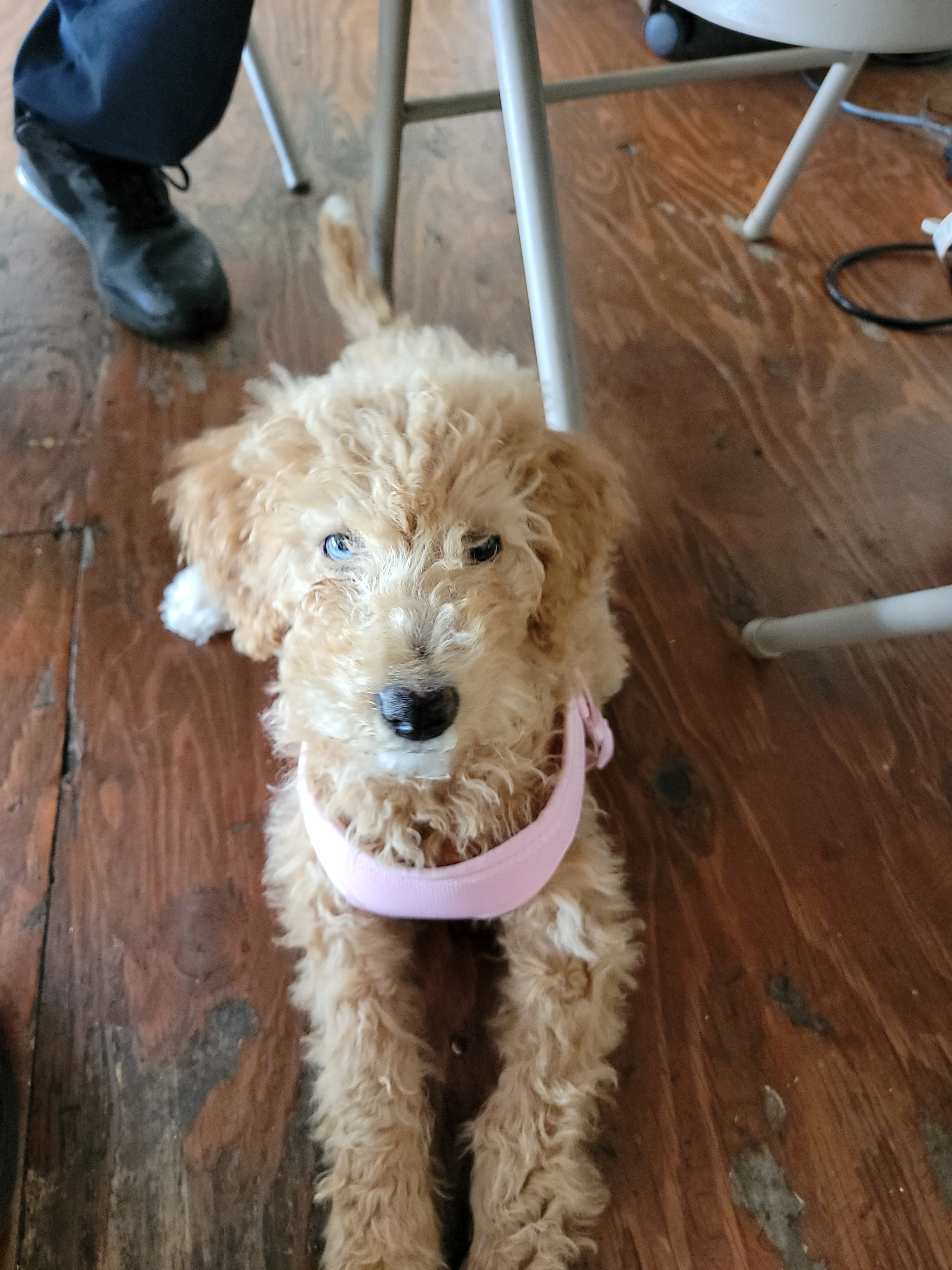 Baily - Shop Pup | Mark's Independent Service